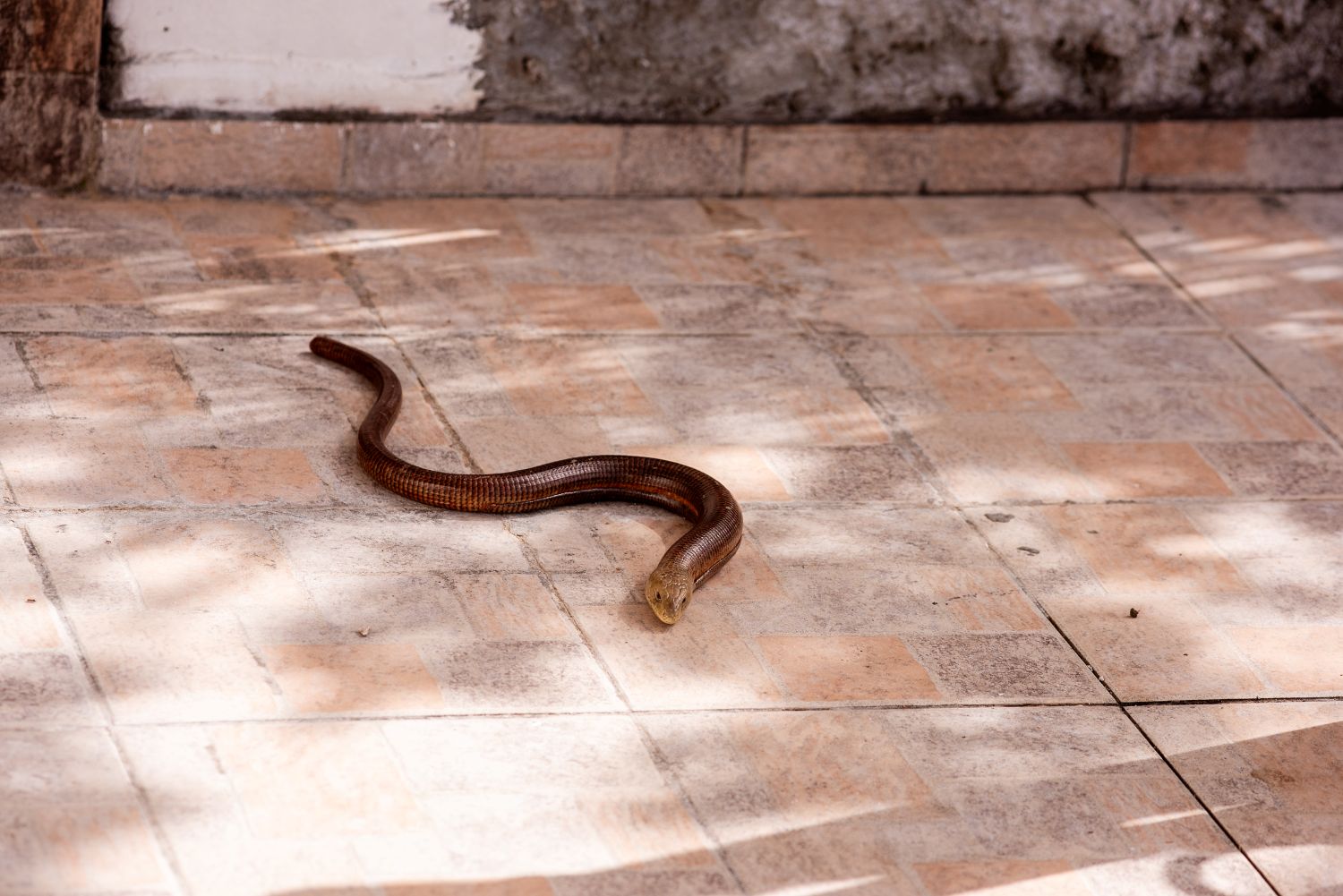 Prevent snakes from entering the house.